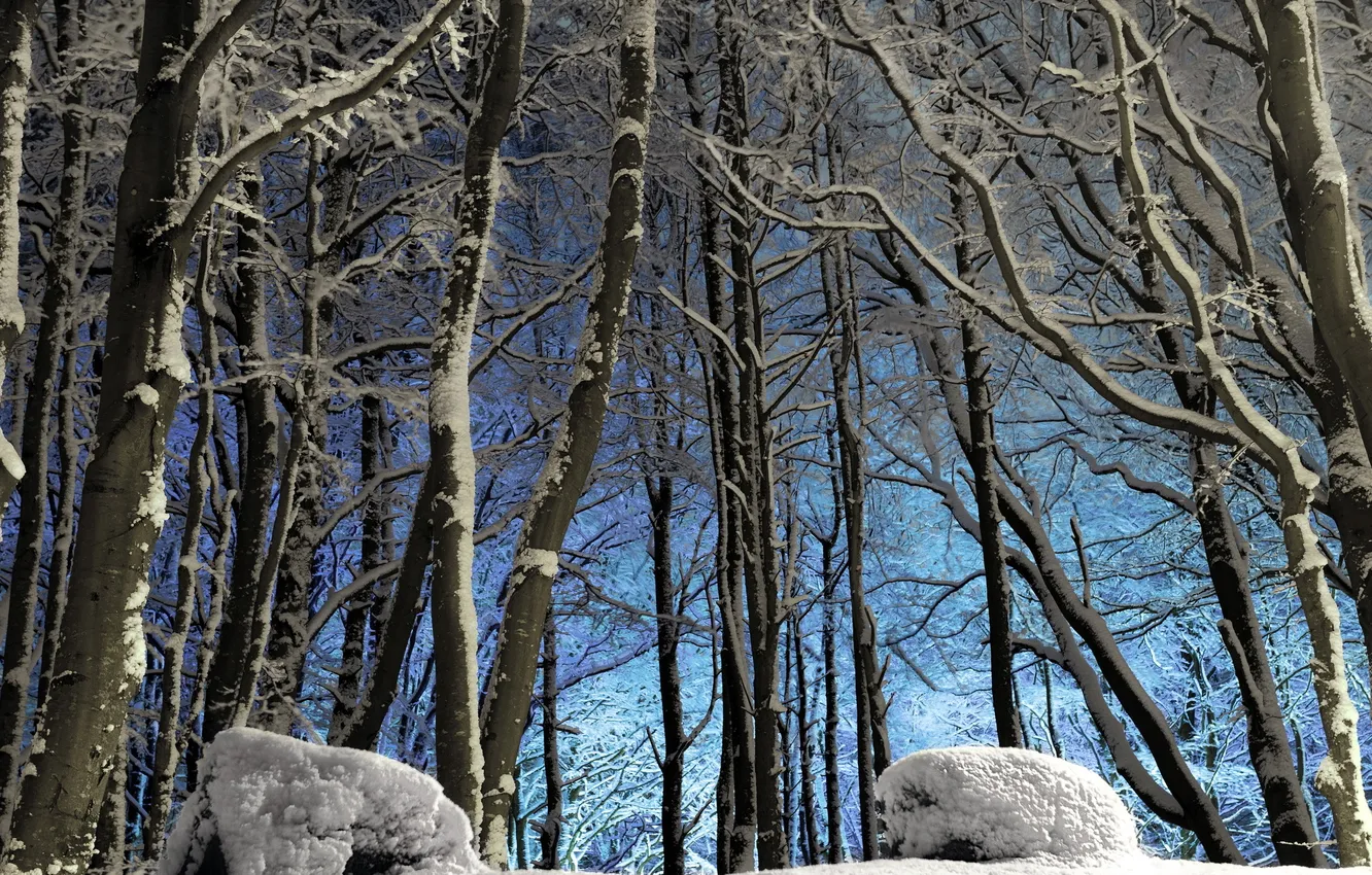 Photo wallpaper winter, snow, trees