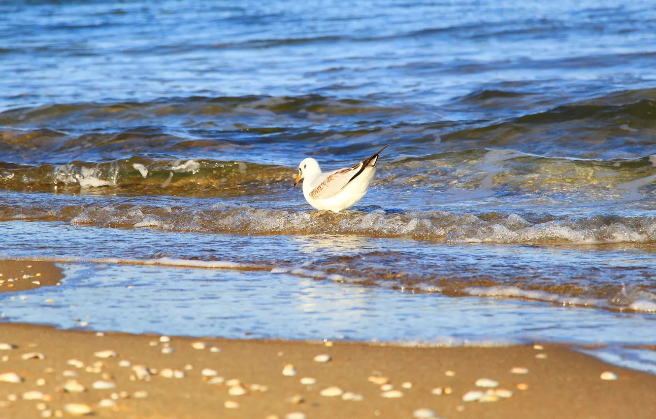 Photo wallpaper beach, bird, water, seagull