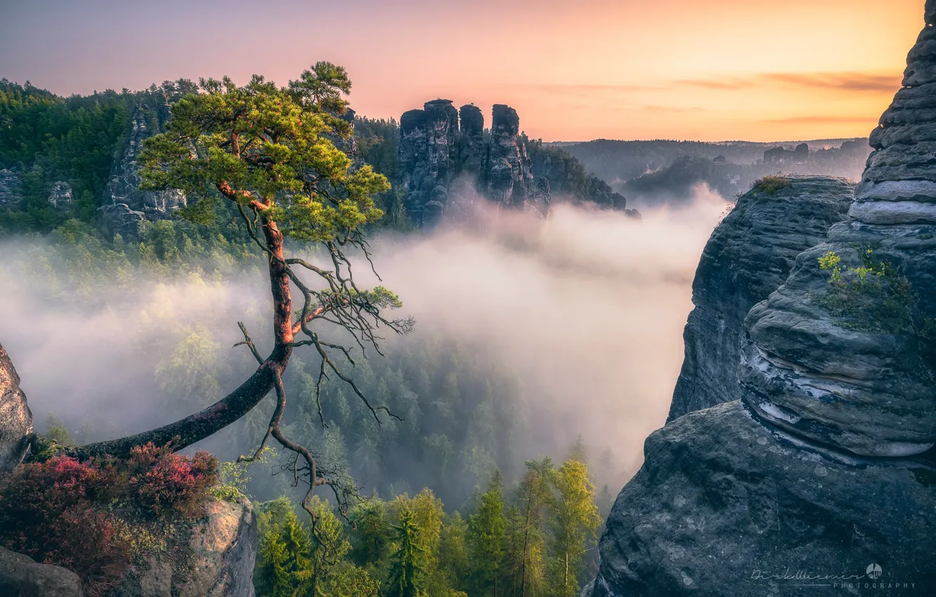 Photo wallpaper forest, clouds, trees, landscape, nature, fog, rocks, dawn