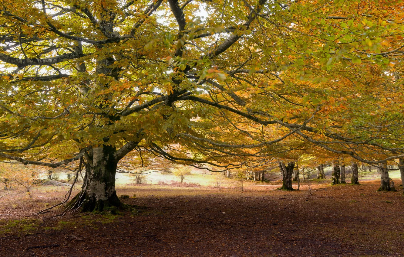 Photo wallpaper autumn, trees, nature