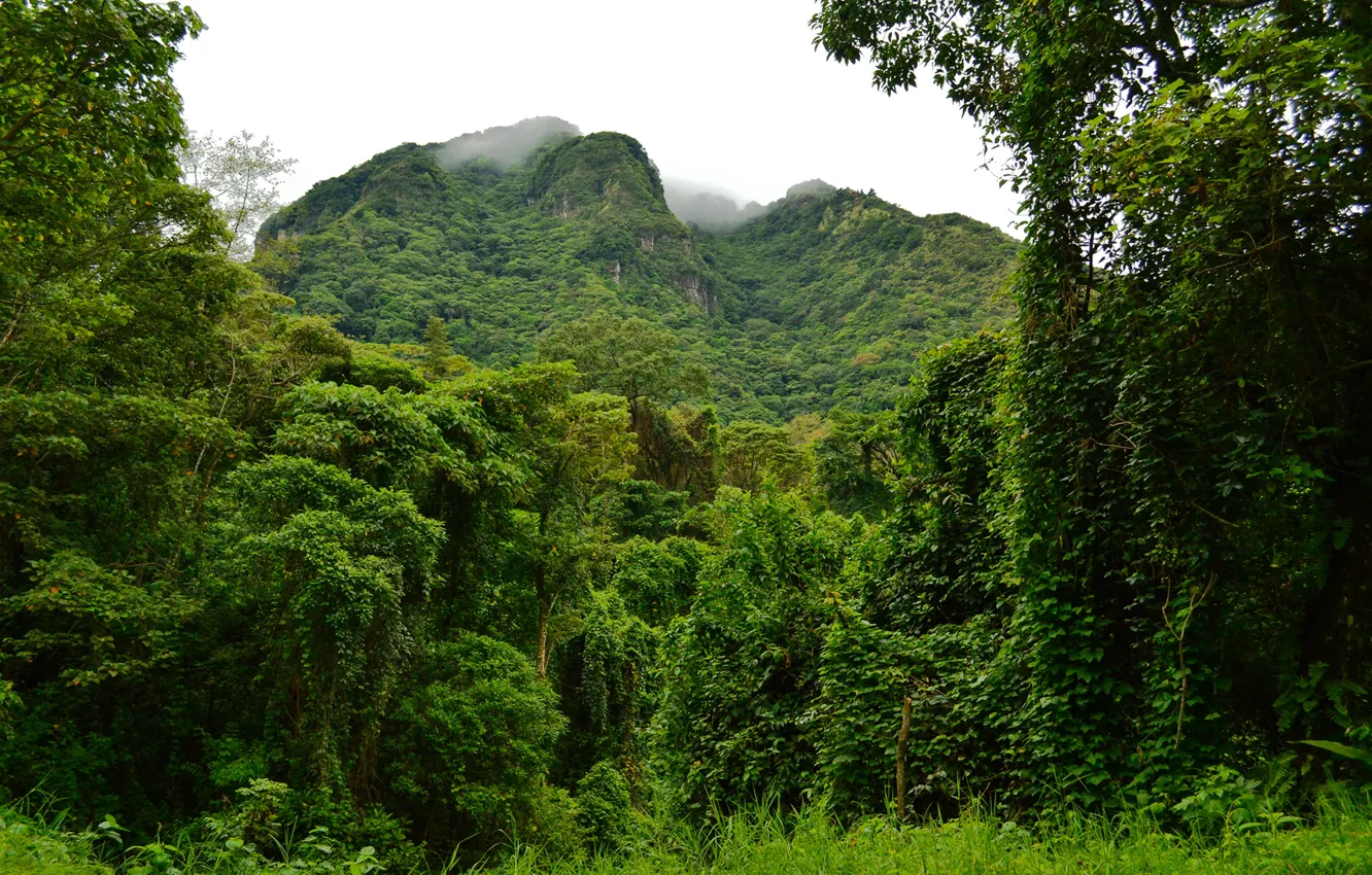 Photo wallpaper green, trees, jungle, Forest