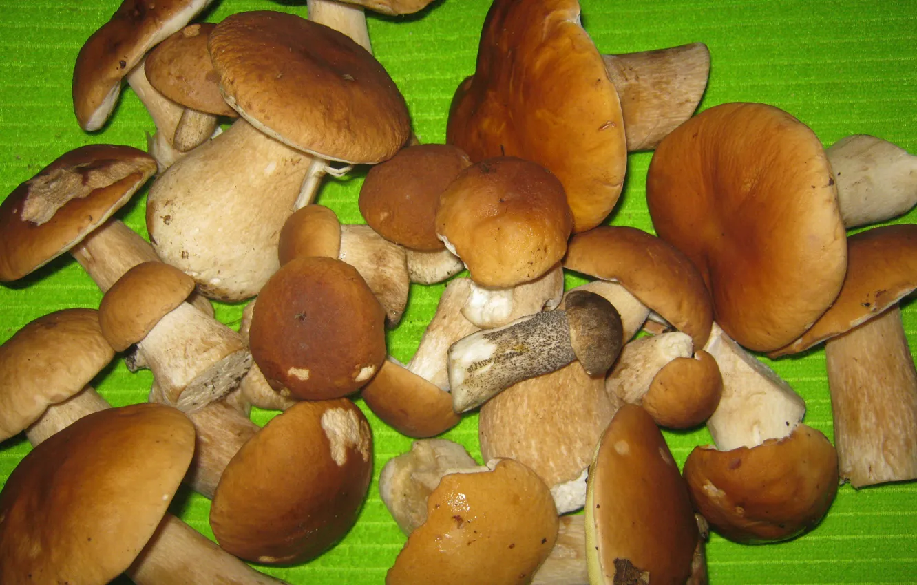 Photo wallpaper nature, mushrooms, hat, legs, timber harvest, White mushrooms