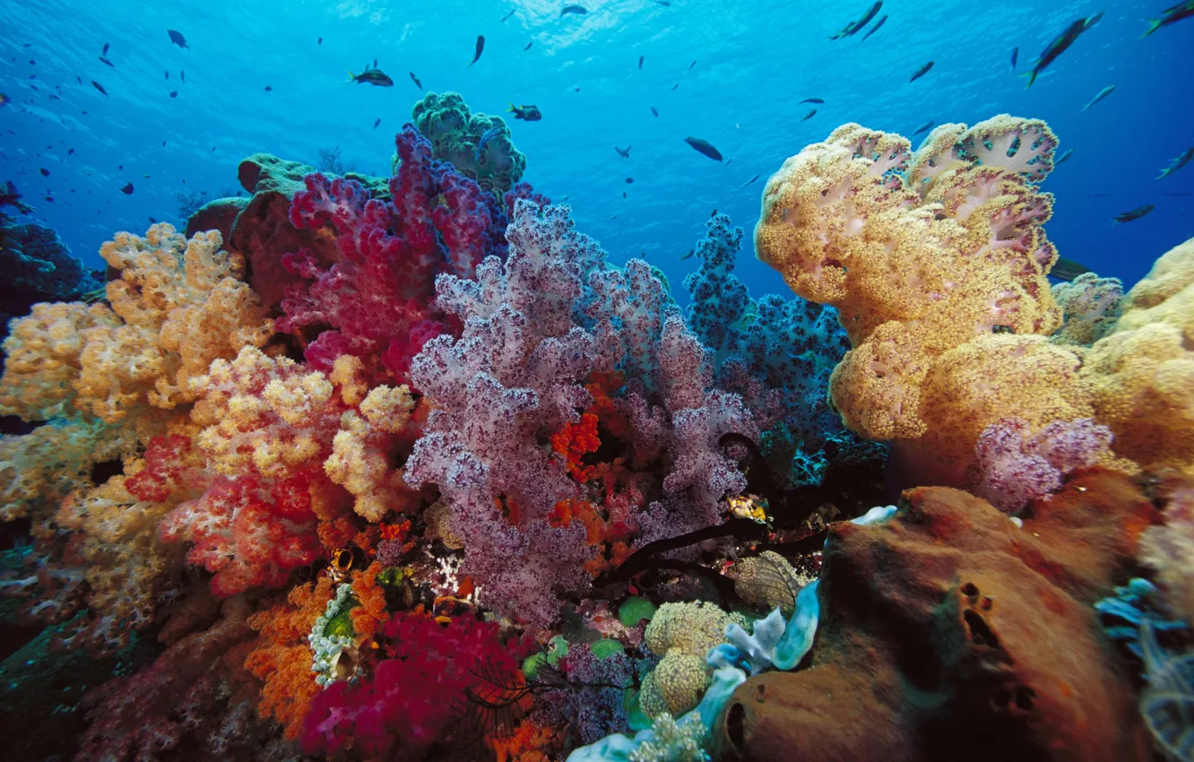 Photo wallpaper fish, corals, Indonesia