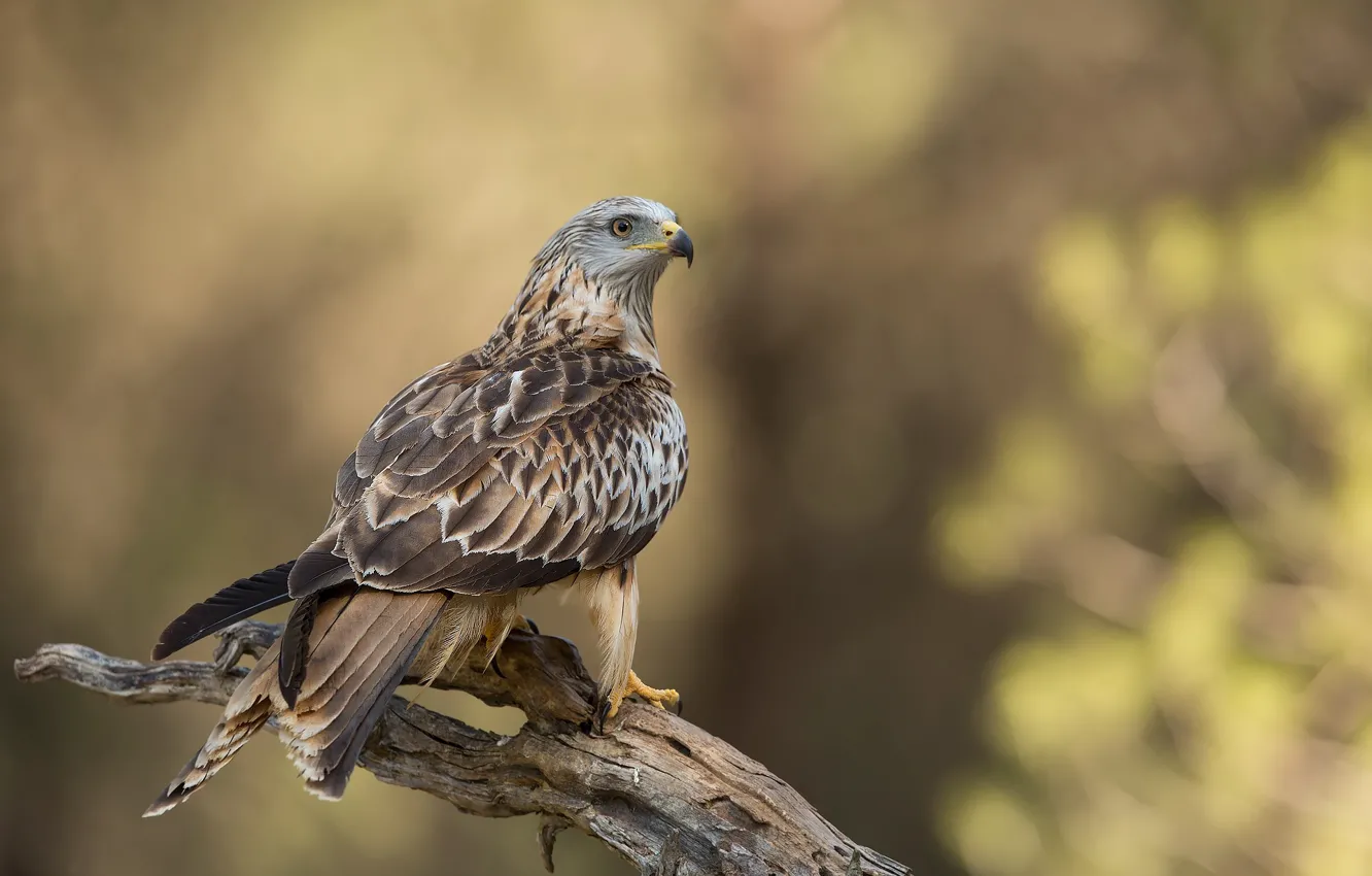 Photo wallpaper bird, predator, snag, Falcon, Merlin