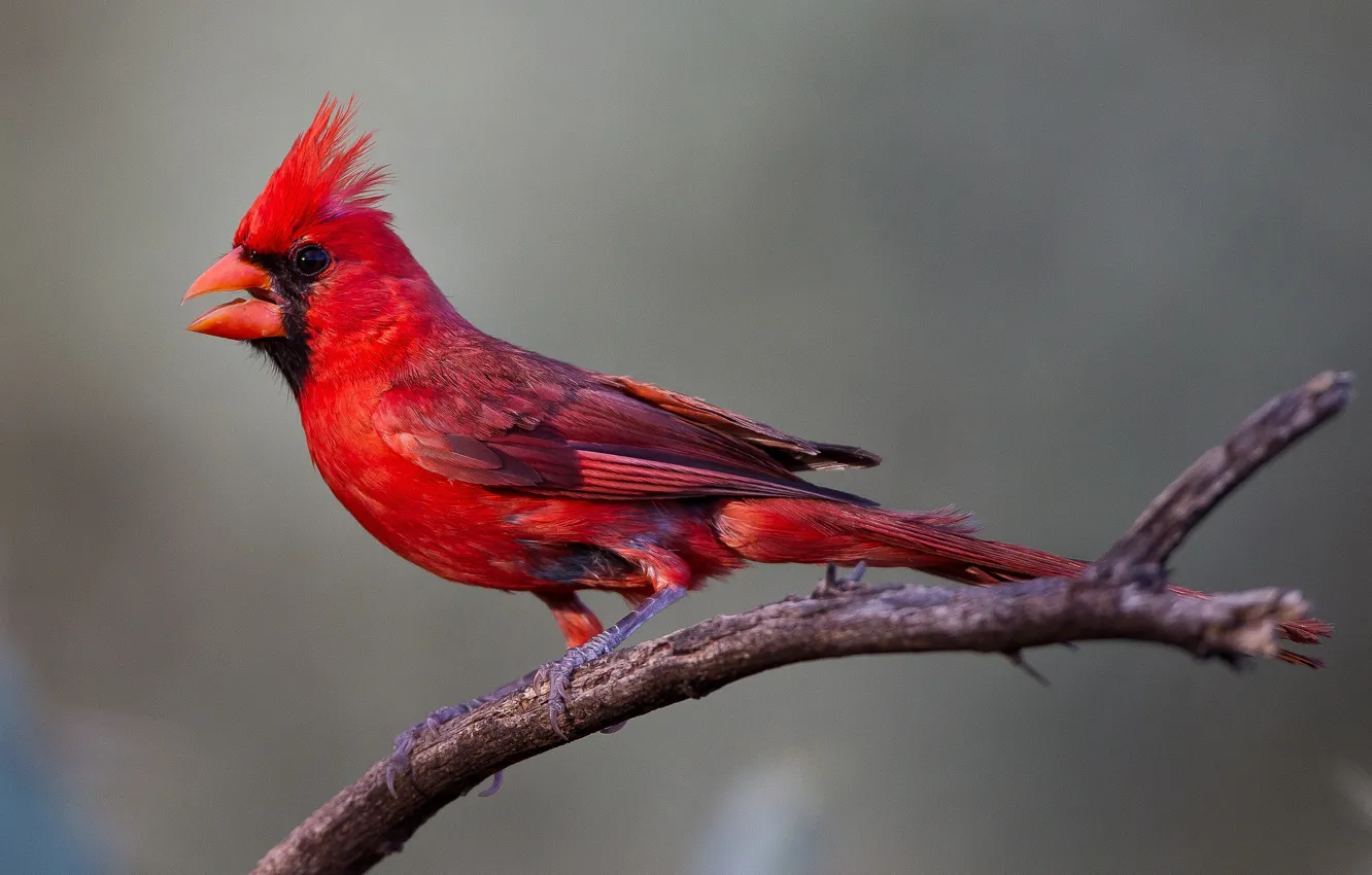 Photo wallpaper branches, bird, beak, red cardinal