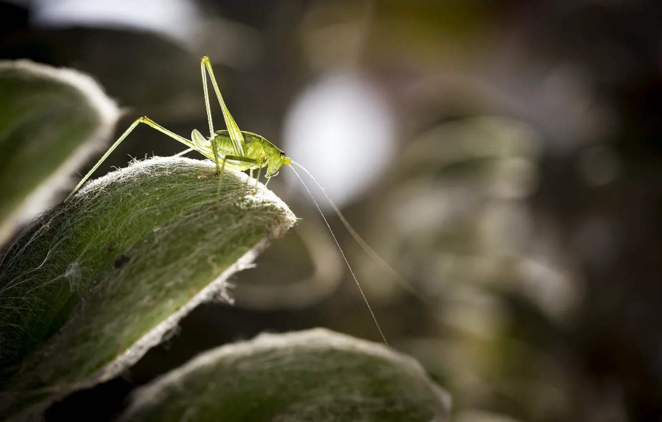 Photo wallpaper nature, background, grasshopper
