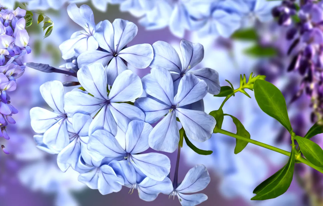Photo wallpaper Flowers, Blur, Wisteria, Graphics