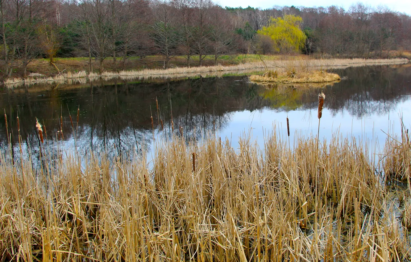 Photo wallpaper water, park, lake, pond