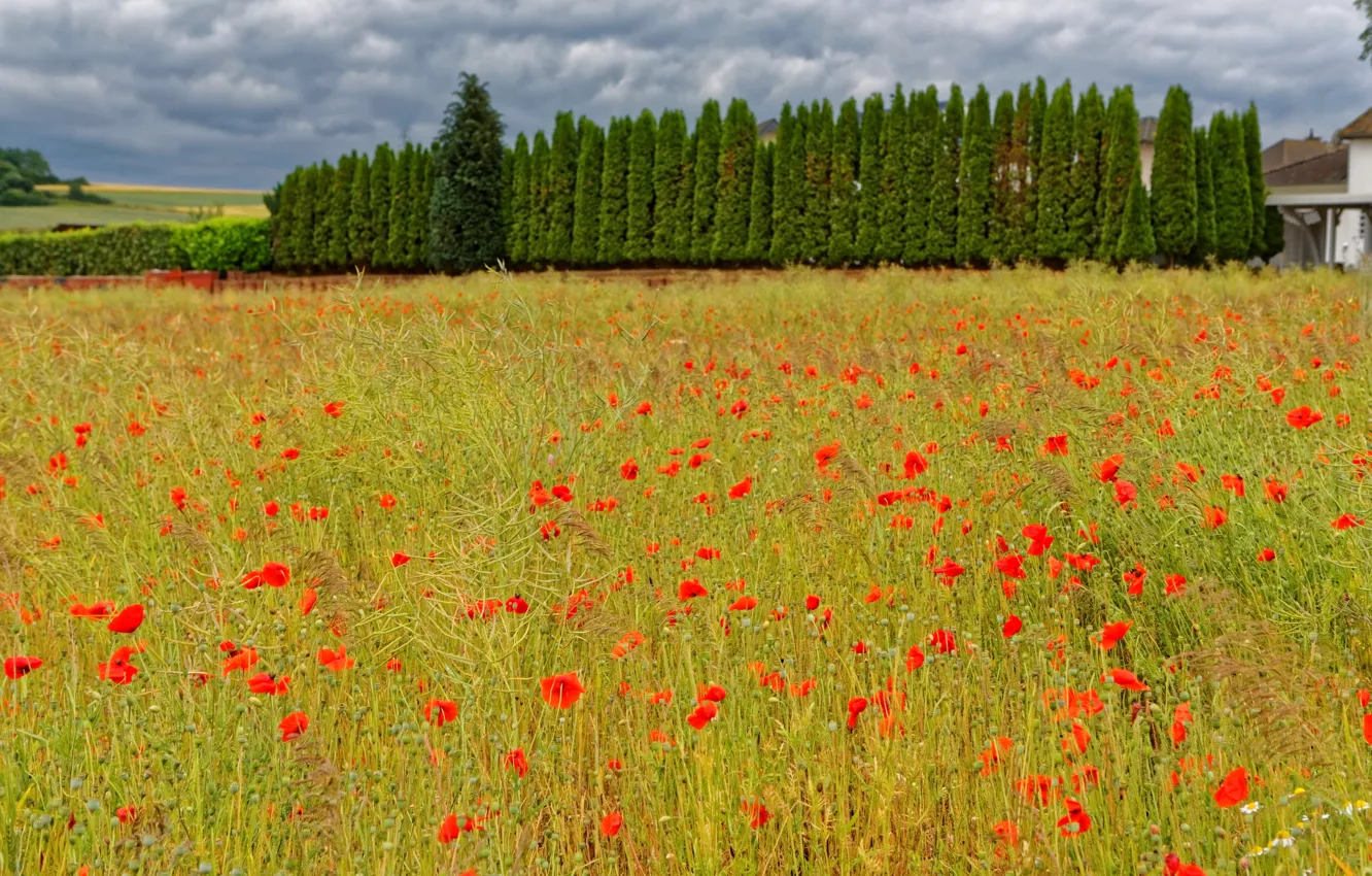 Photo wallpaper field, summer, grass, trees, flowers, Maki