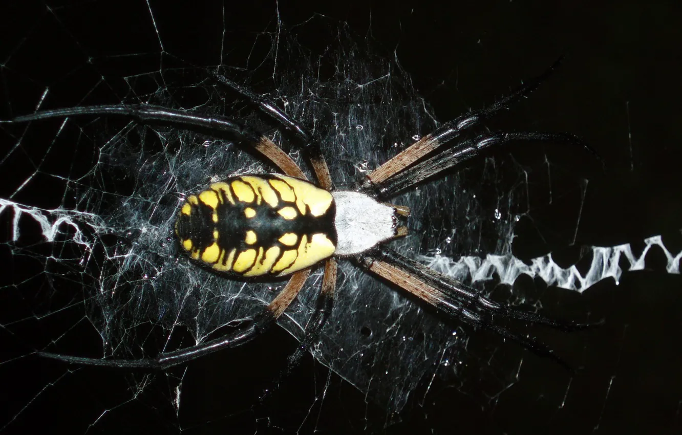 Photo wallpaper spiders, web, spider