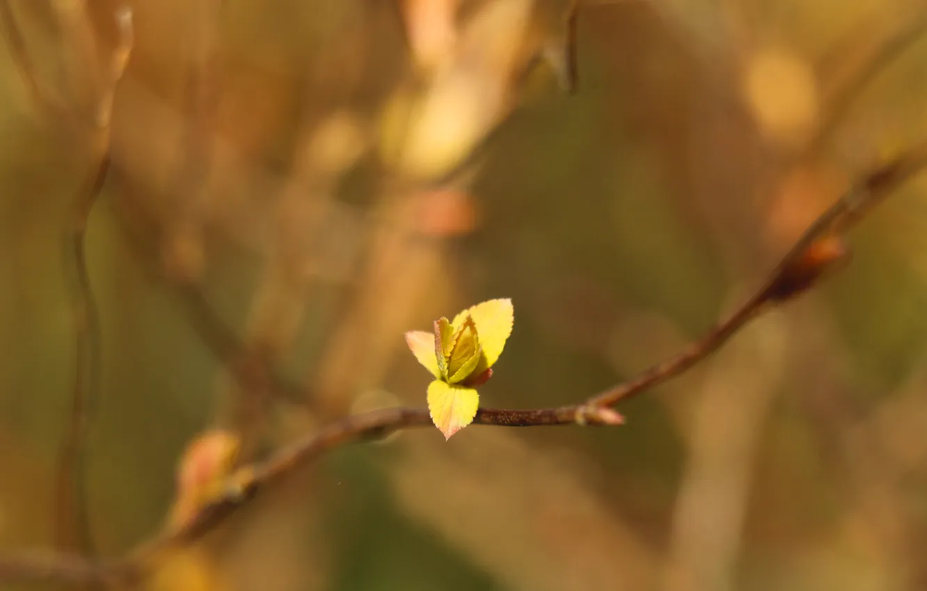 Photo wallpaper spring, plant, twig