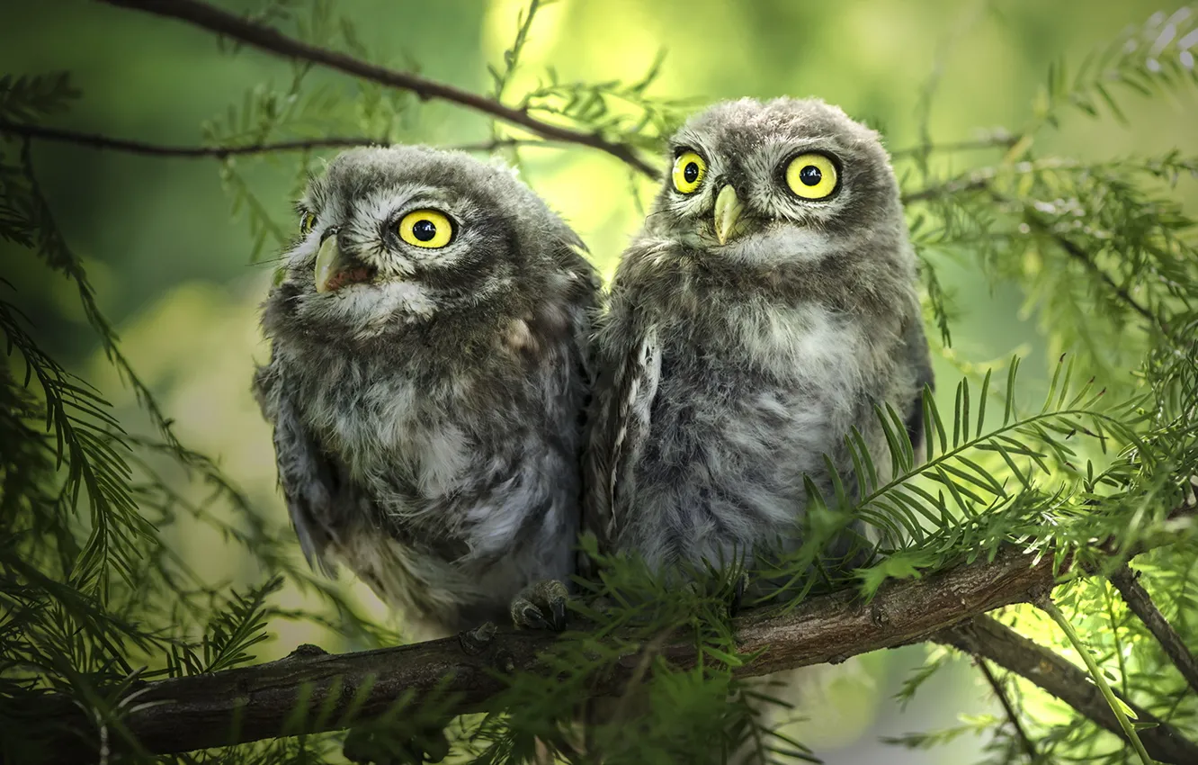 Photo wallpaper birds, nature, owls
