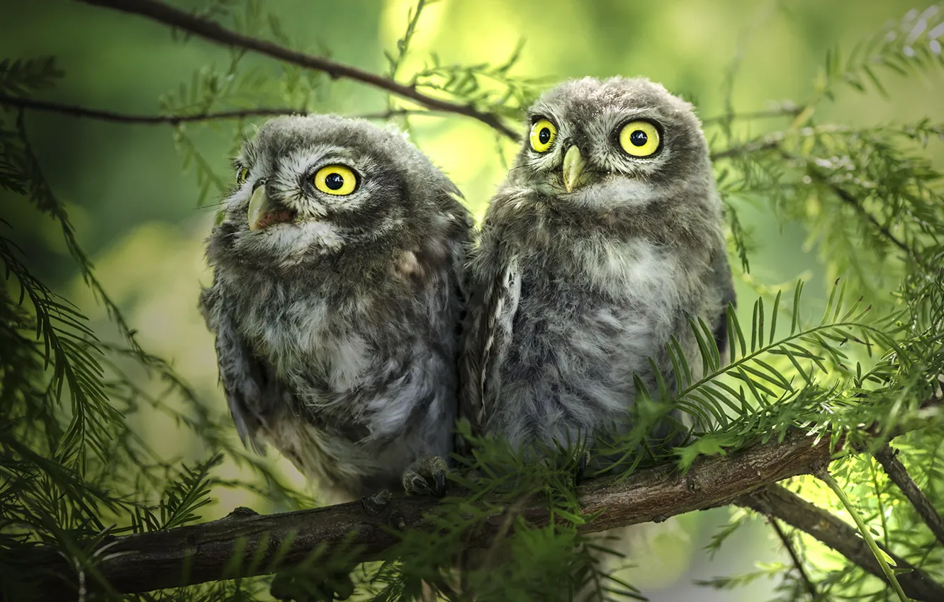 Photo wallpaper nature, owl, bird