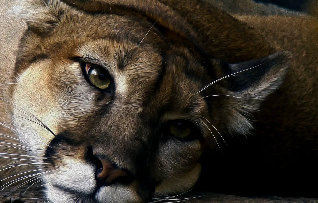 Photo wallpaper Puma, wild cat, mountain lion, Cougar