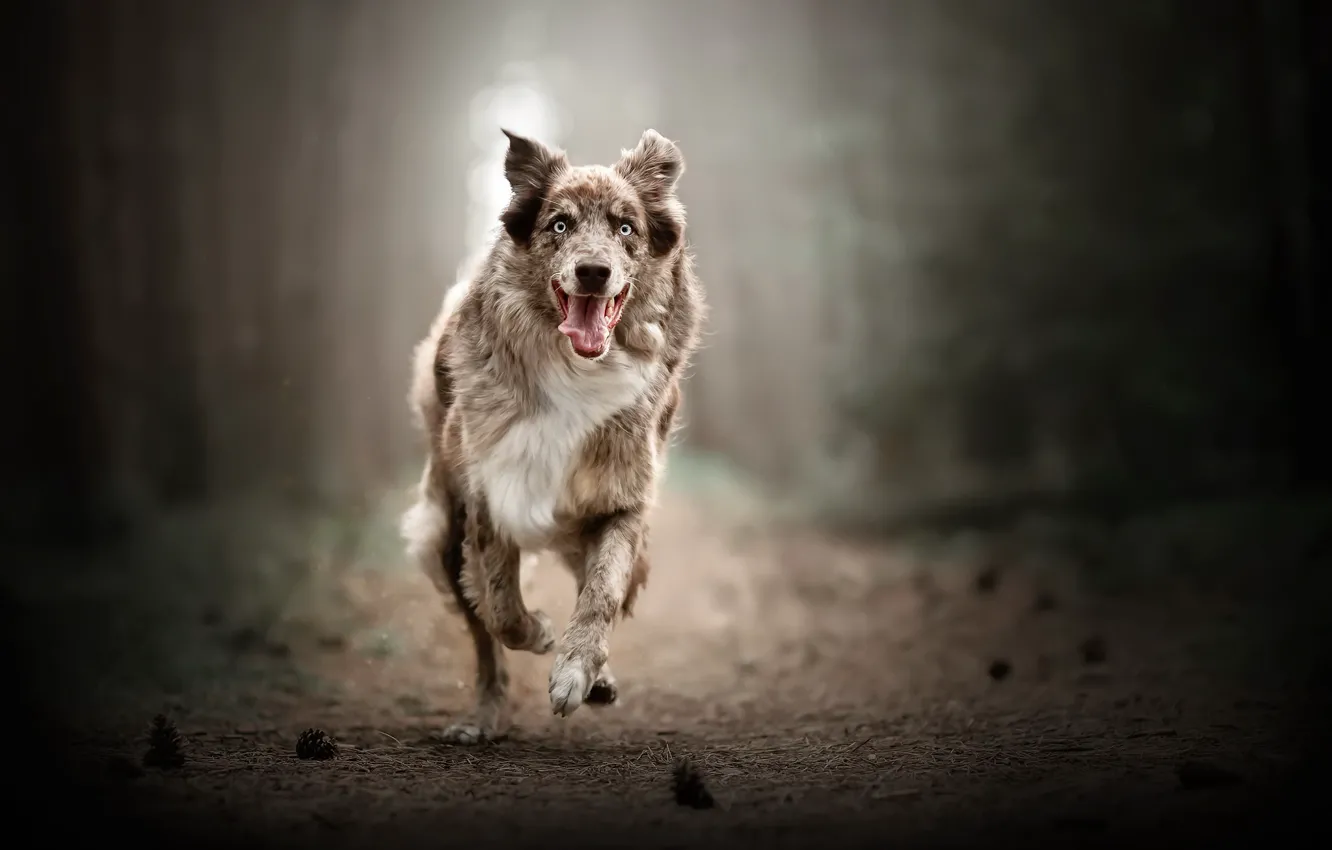 Photo wallpaper forest, each, dog