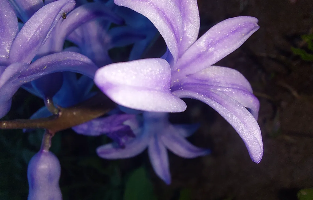 Photo wallpaper flowers, nature, macro, Geocints