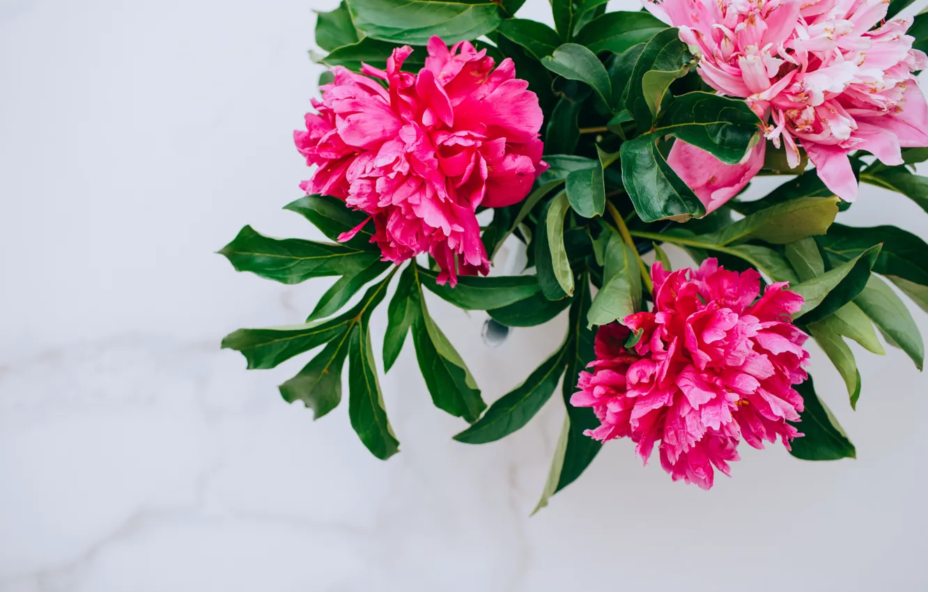 Photo wallpaper flowers, pink, pink, flowers, peonies, peonies