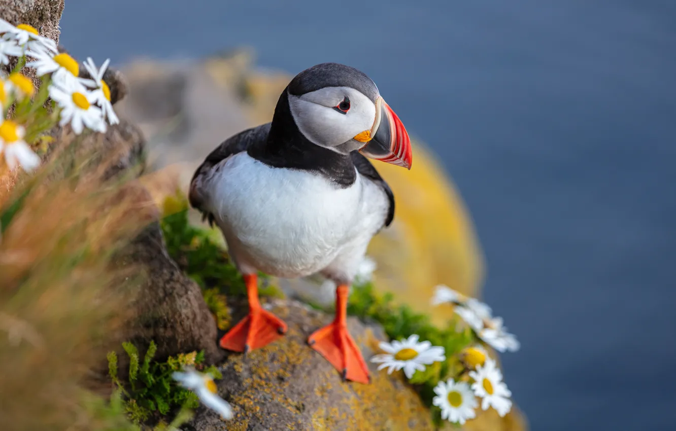 Photo wallpaper flowers, bird, chamomile, stalled