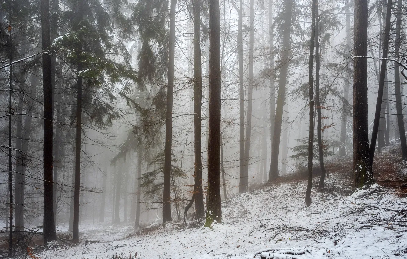 Photo wallpaper winter, forest, snow, trees, fog