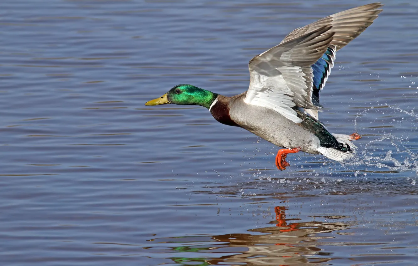 Photo wallpaper colors, water, duck, feathery, fowl