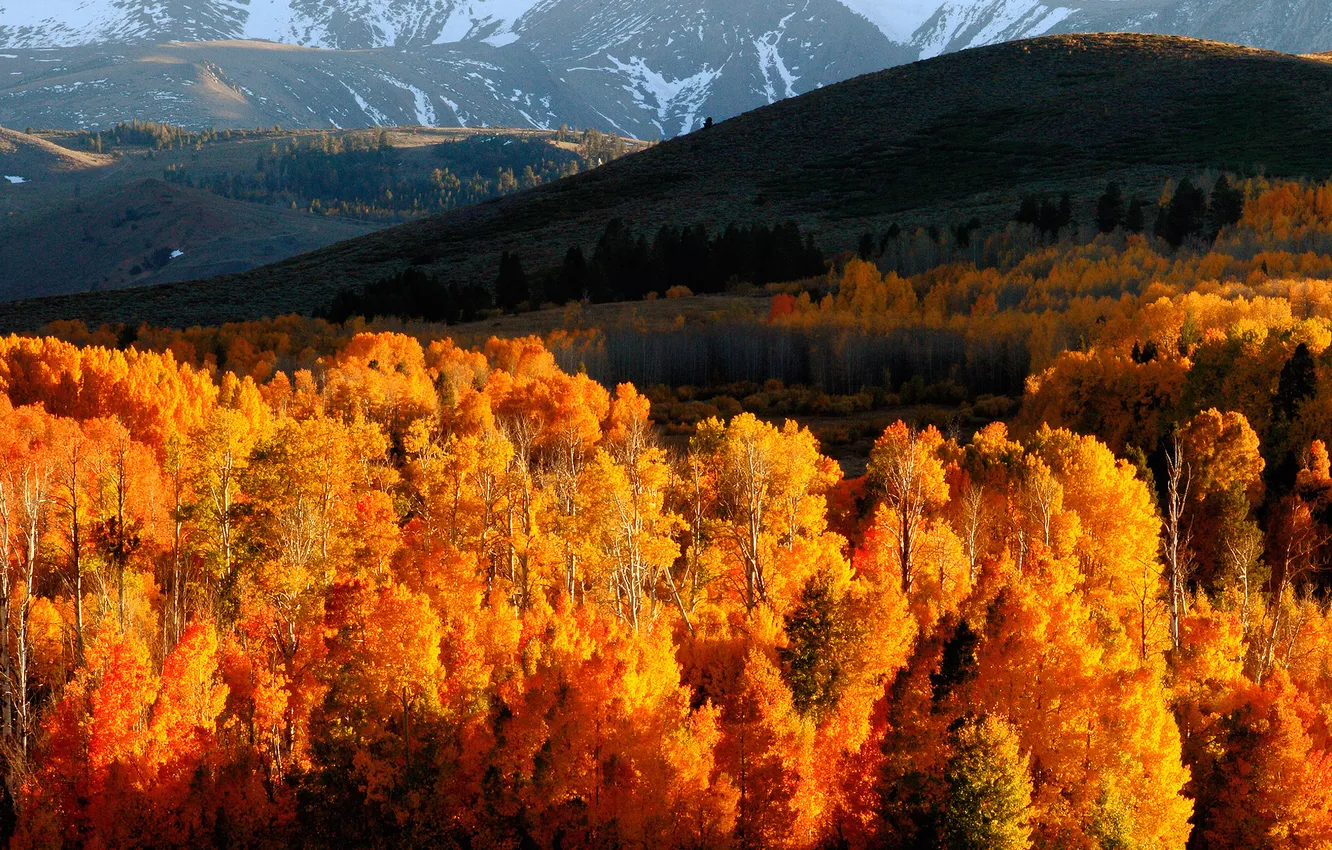 Photo wallpaper autumn, forest, mountains