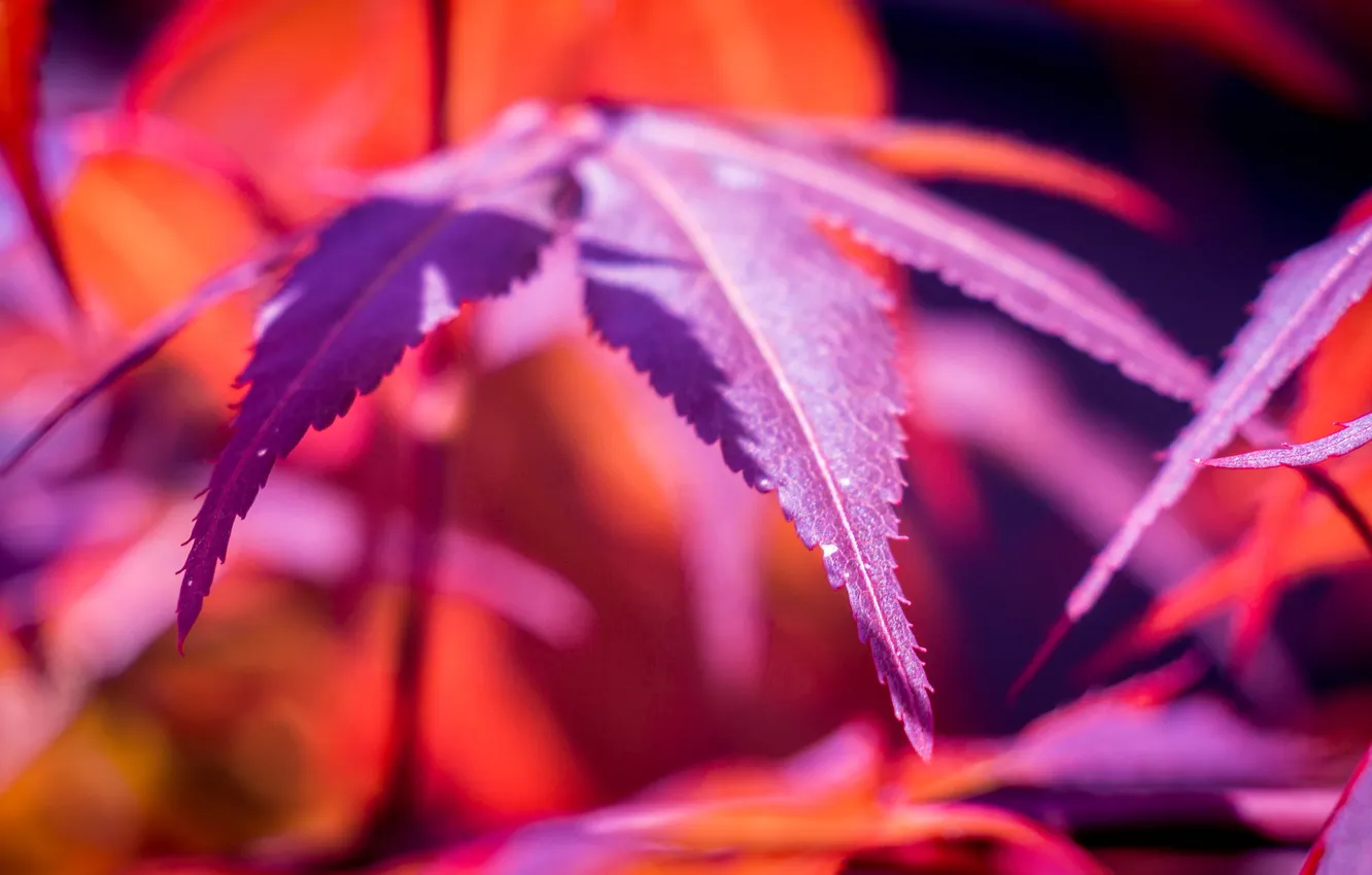 Photo wallpaper leaves, macro, paint, plant