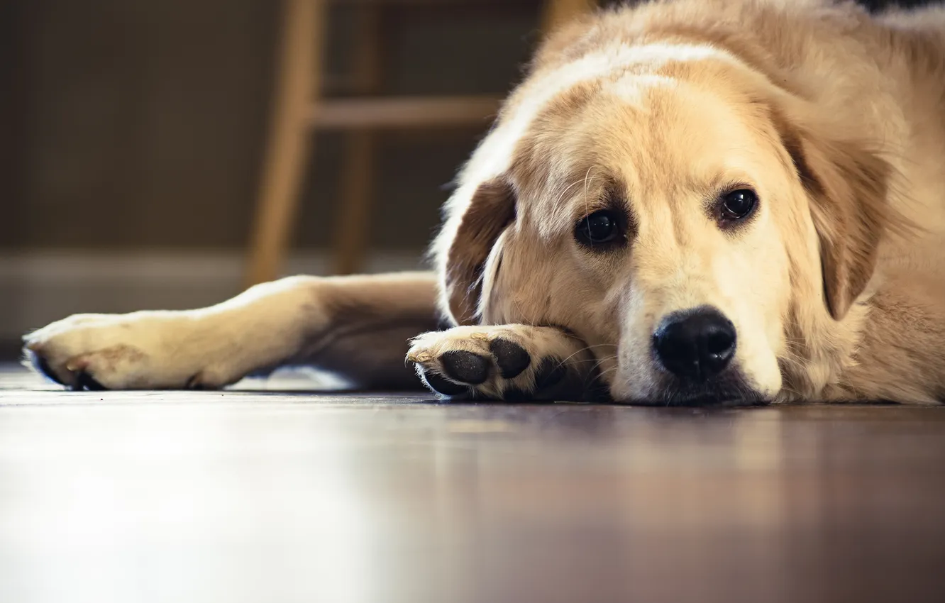 Photo wallpaper look, each, dog