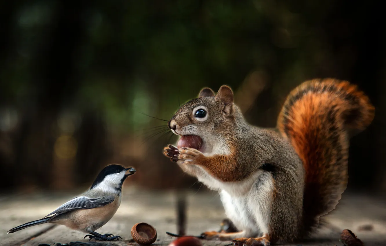 Photo wallpaper nature, bird, protein, nuts, tit