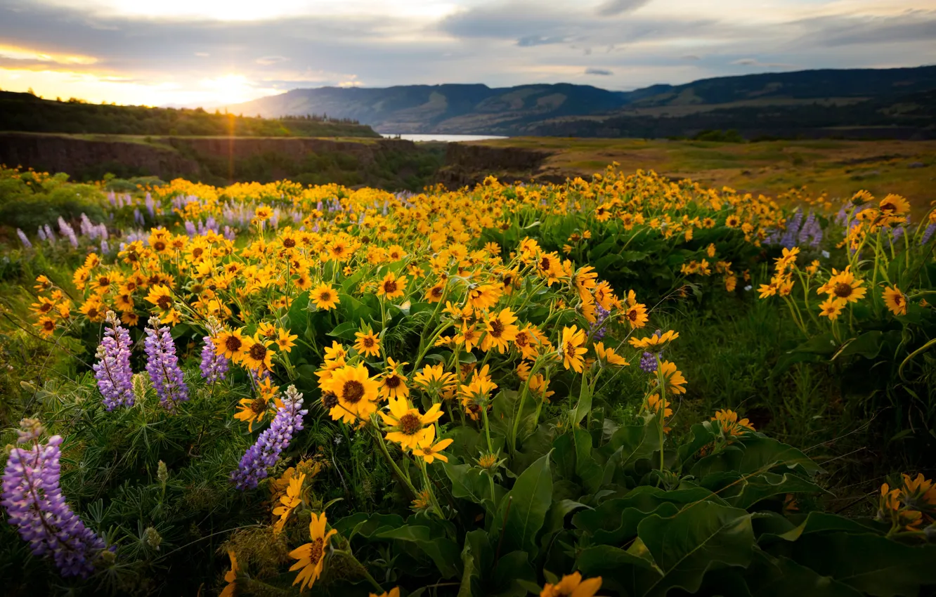 Photo wallpaper yellow, flowers, lupins, mountains, lilac, field