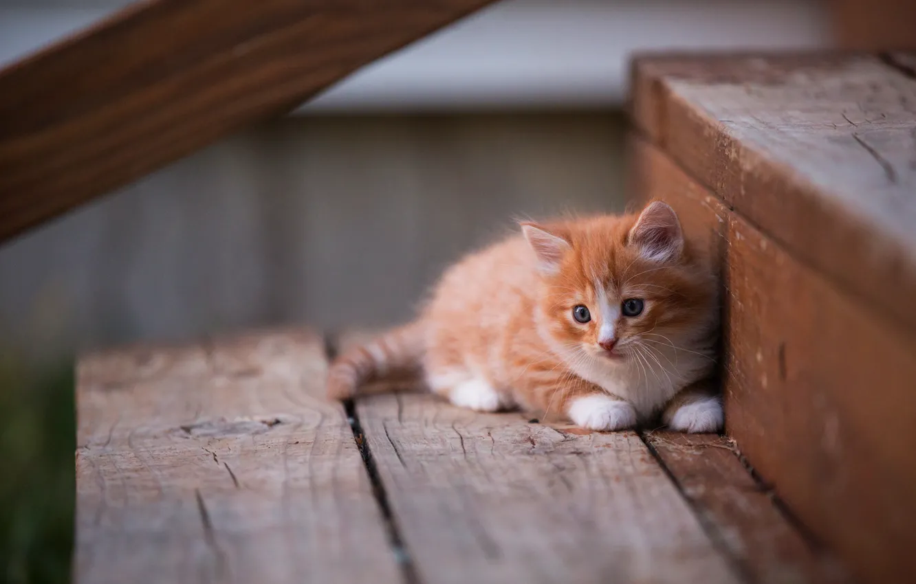 Photo wallpaper cat, look, pose, background, Board, fluffy, small, ladder