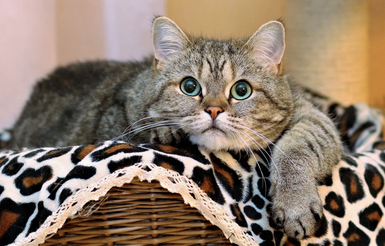 Photo wallpaper cat, look, basket