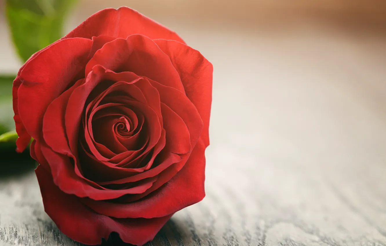 Photo wallpaper red, rose, wood, romantic, red roses