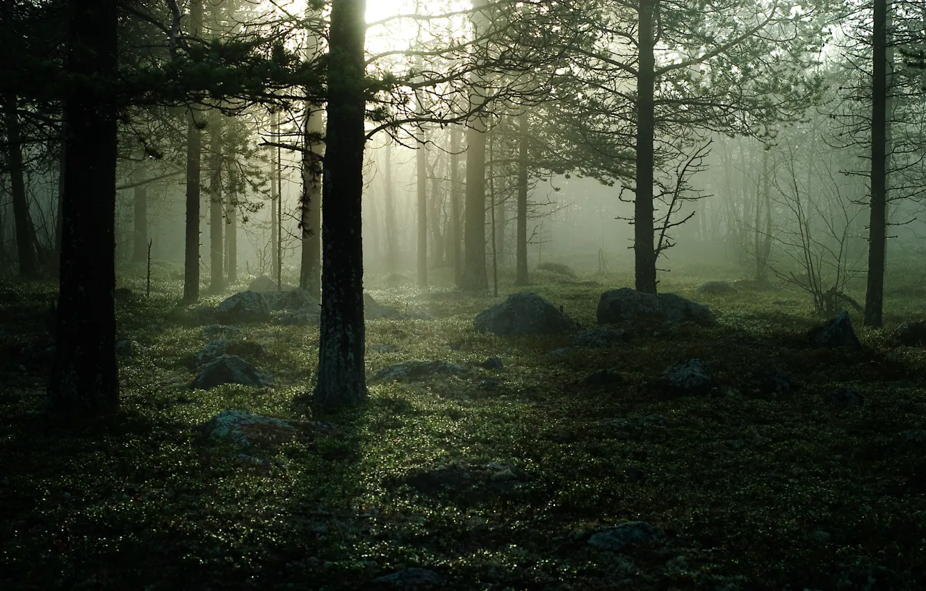 Photo wallpaper forest, trees, fog, morning
