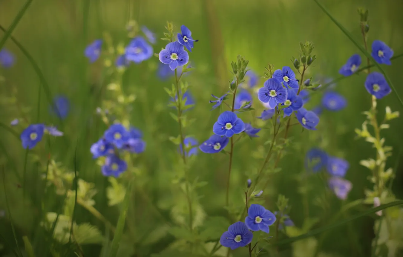 Photo wallpaper greens, summer, flowers, background, Veronica, spring, flowers, field