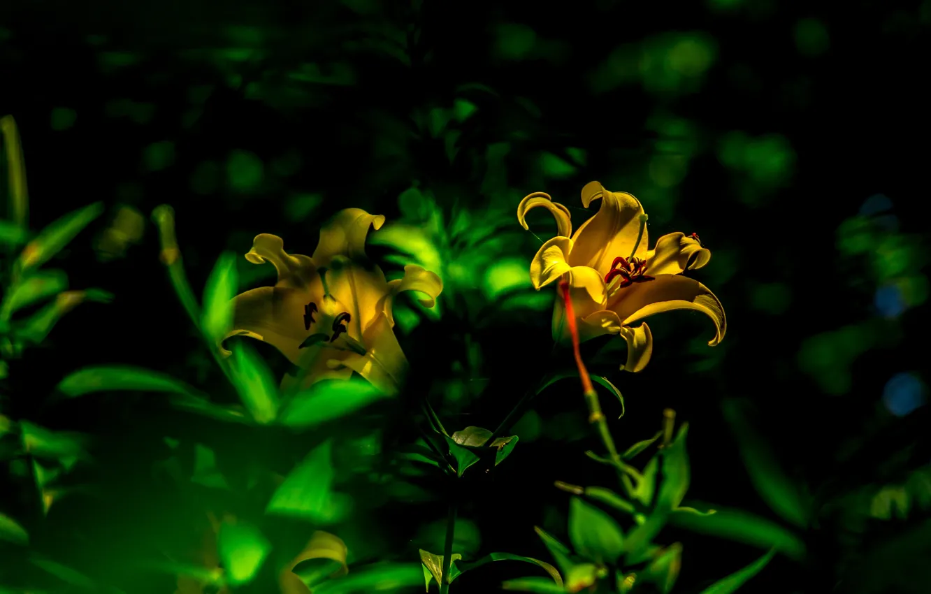 Photo wallpaper greens, light, the dark background, Lily, yellow, bokeh, the daylilies