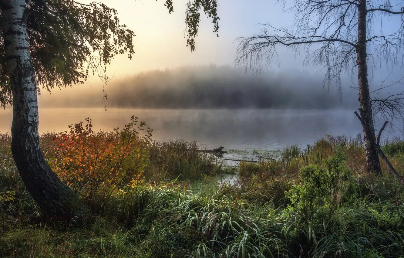 Photo wallpaper autumn, grass, trees, landscape, nature, fog, lake, shore