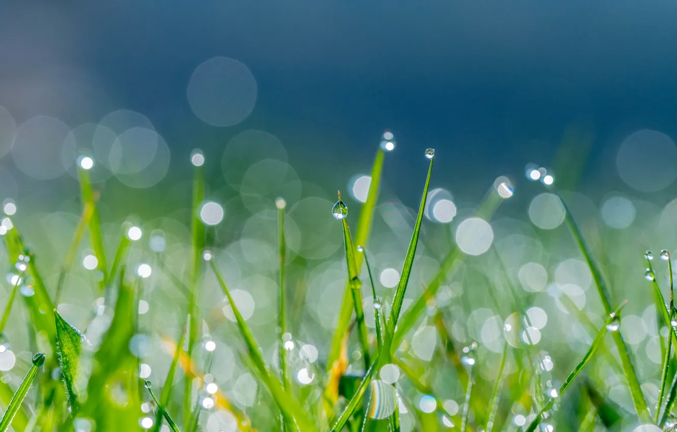 Photo wallpaper greens, grass, the sun, drops, nature, Rosa, glare, background