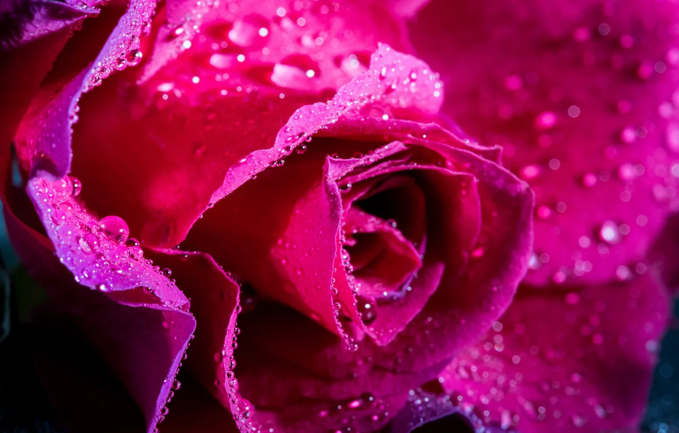 Photo wallpaper water, drops, Rosa, rose, petals, Bud