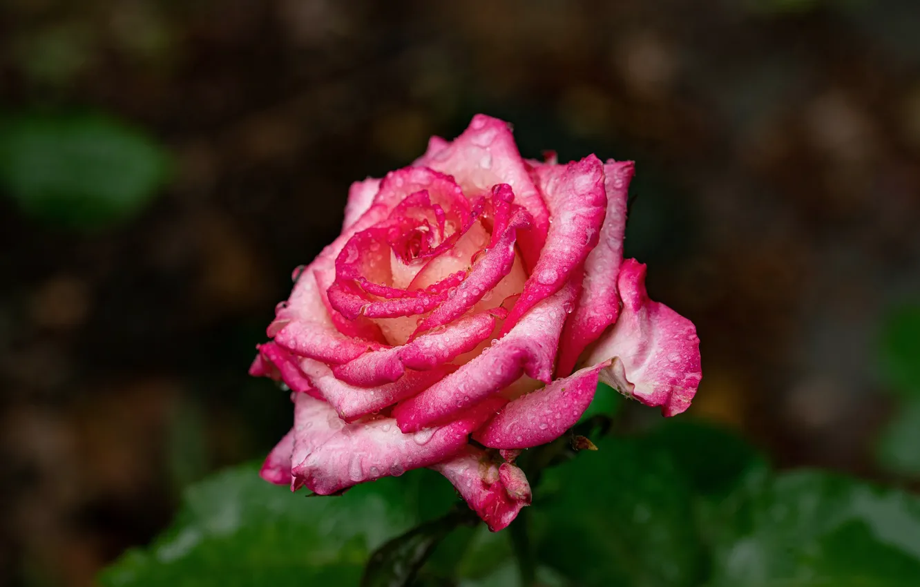 Photo wallpaper drops, macro, roses, flowering