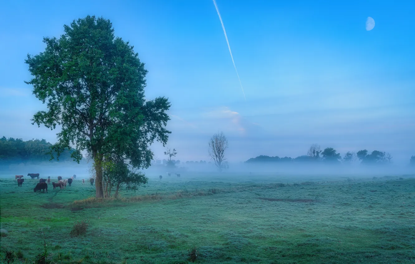 Photo wallpaper field, the sky, clouds, trees, fog, blue, blue, dal