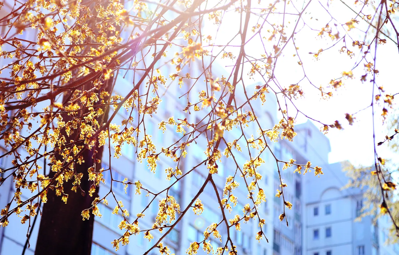 Photo wallpaper the sun, trees, spring