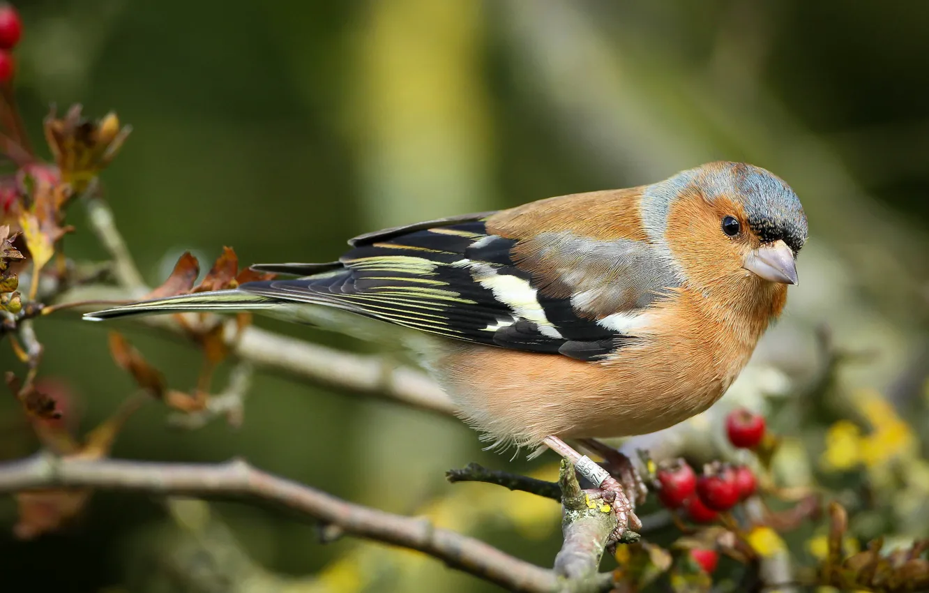 Photo wallpaper branches, bird, Chaffinch