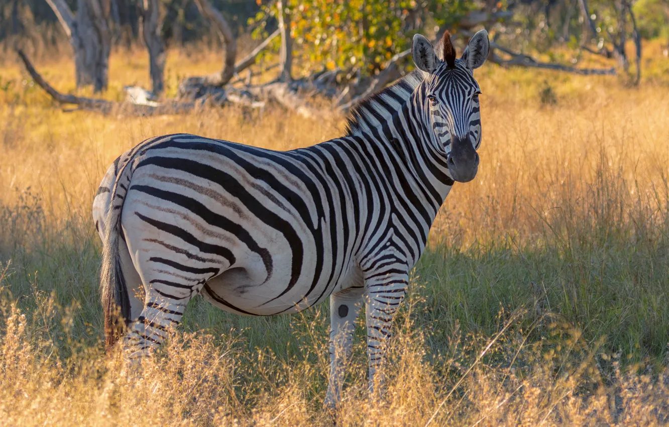 Photo wallpaper look, trees, face, Zebra, glade, grass