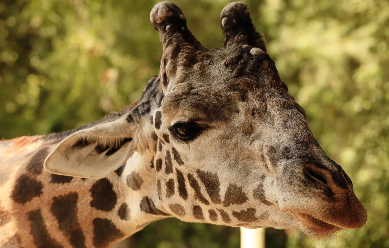 Photo wallpaper look, face, close-up, portrait, giraffe, horn, bokeh