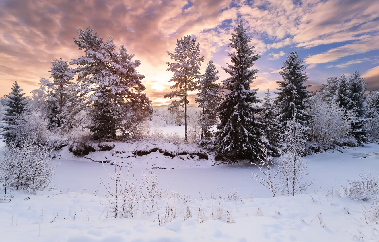 Photo wallpaper winter, forest, the sky, the sun, clouds, snow, trees, landscape