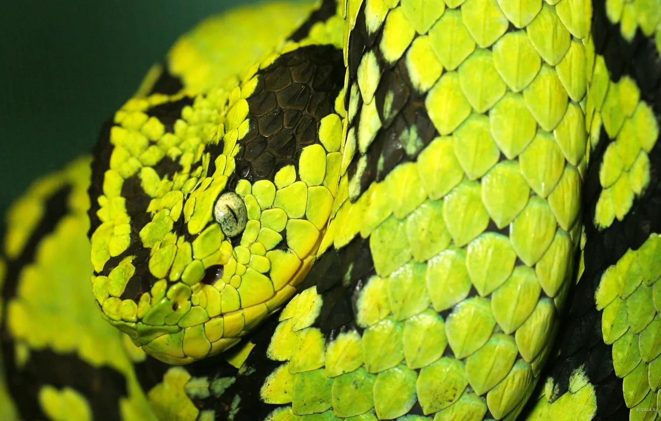 Photo wallpaper snake, Python, unusual, striped