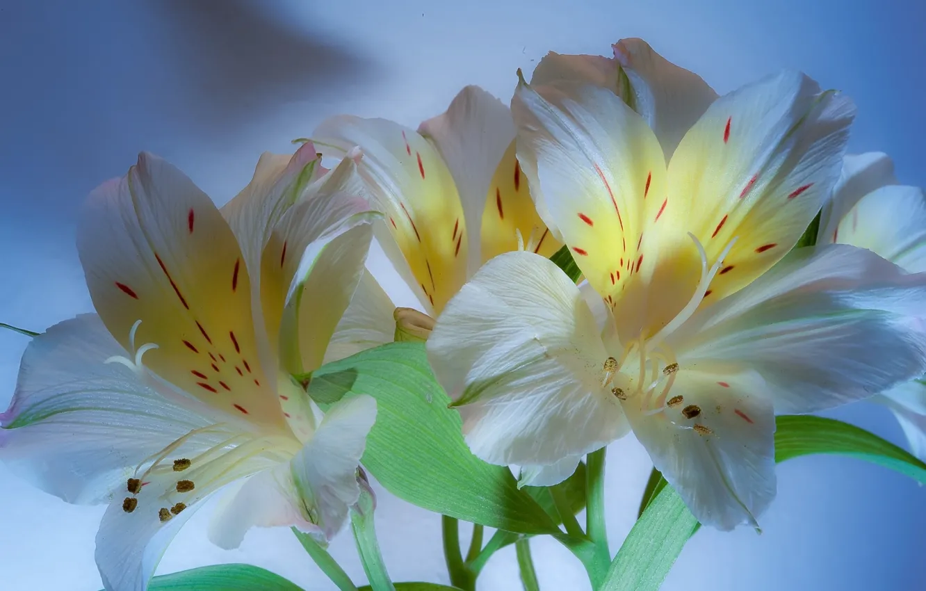 Photo wallpaper flowers, pair, Alstroemeria