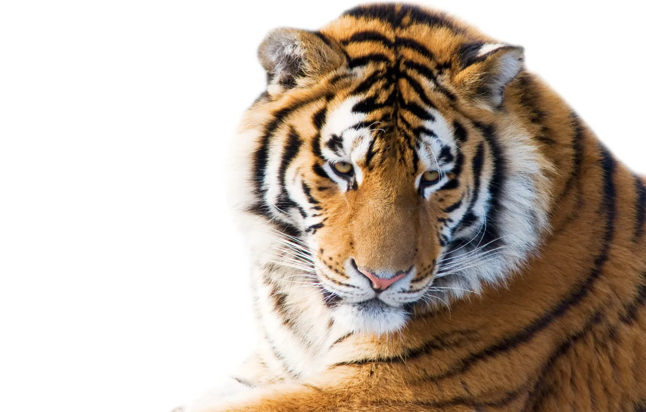 Photo wallpaper cat, look, face, tiger, white background, the Amur tiger