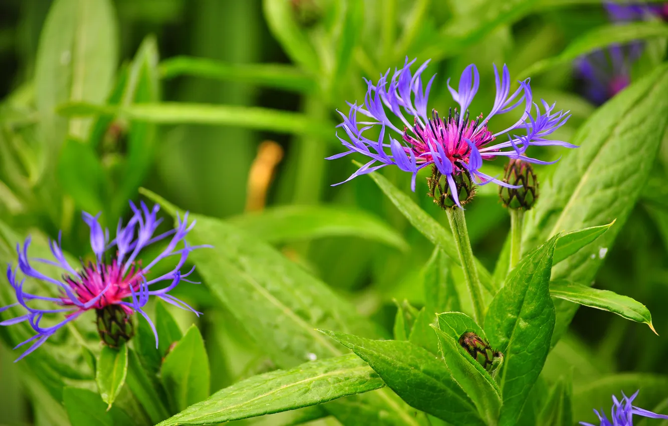 Photo wallpaper leaves, macro, flowers, garden, meadow