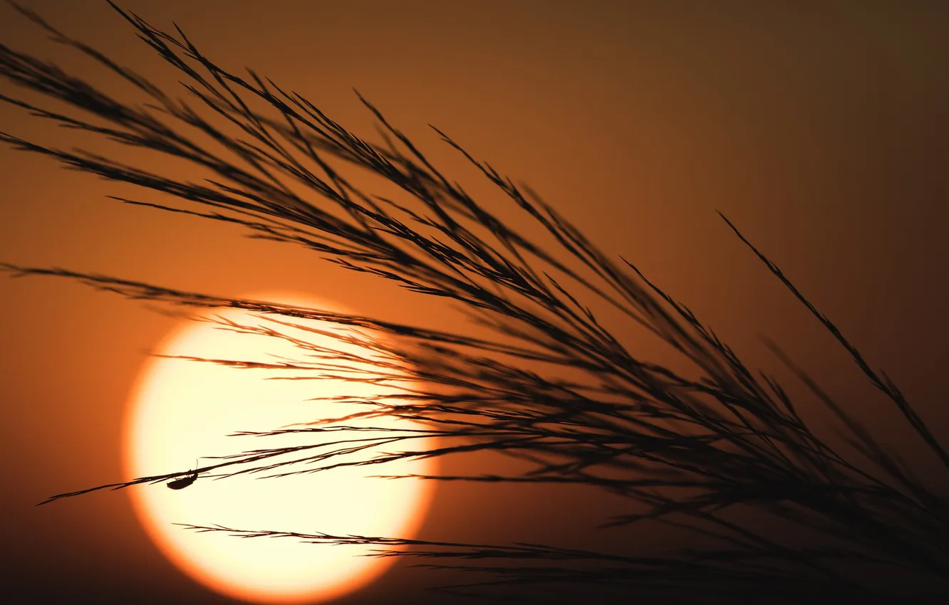 Photo wallpaper the sun, sunset, nature, plant